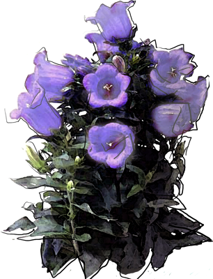 Canterbury Bells